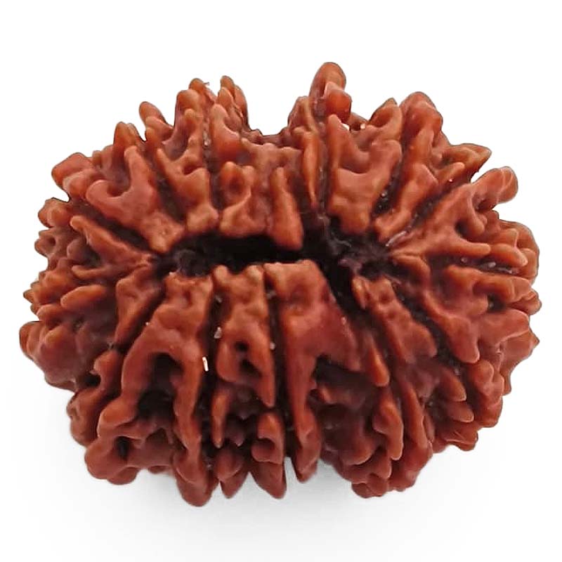 (29.60mm) 13 Mukhi Rudraksha Super Collector Bead | 13 Mukhi Rudraksha Bead | Terah Mukhi - Thirteen Faced - Rudraksha from Nepal 100% Authentic Pure Natural - Super Collector Bead