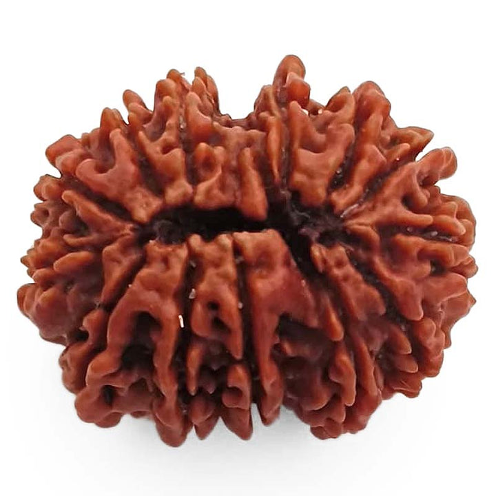 (29.60mm) 13 Mukhi Rudraksha Super Collector Bead | 13 Mukhi Rudraksha Bead | Terah Mukhi - Thirteen Faced - Rudraksha from Nepal 100% Authentic Pure Natural - Super Collector Bead