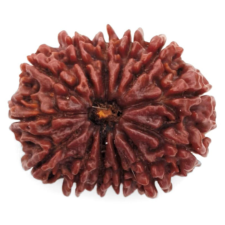 (29.95mm) 13 Mukhi Rudraksha Super Collector Bead | 13 Mukhi Rudraksha Bead | Terah Mukhi - Thirteen Faced - Rudraksha from Nepal 100% Authentic Pure Natural - Super Collector Bead