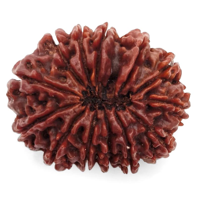 (29.95mm) 13 Mukhi Rudraksha Super Collector Bead | 13 Mukhi Rudraksha Bead | Terah Mukhi - Thirteen Faced - Rudraksha from Nepal 100% Authentic Pure Natural - Super Collector Bead