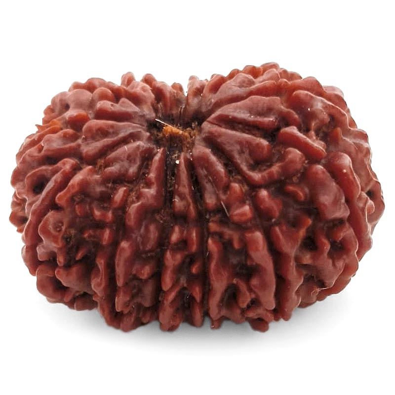 (29.95mm) 13 Mukhi Rudraksha Super Collector Bead | 13 Mukhi Rudraksha Bead | Terah Mukhi - Thirteen Faced - Rudraksha from Nepal 100% Authentic Pure Natural - Super Collector Bead