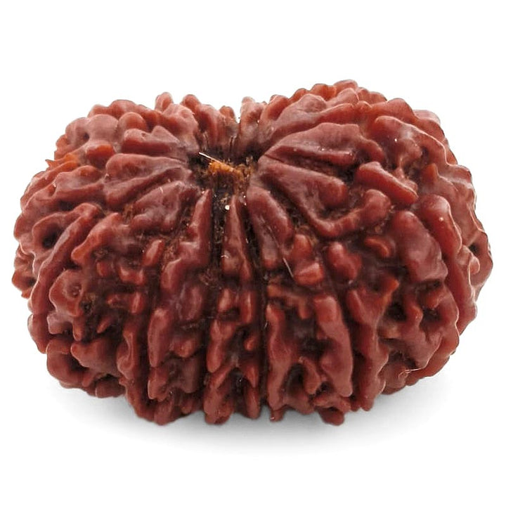 (29.95mm) 13 Mukhi Rudraksha Super Collector Bead | 13 Mukhi Rudraksha Bead | Terah Mukhi - Thirteen Faced - Rudraksha from Nepal 100% Authentic Pure Natural - Super Collector Bead