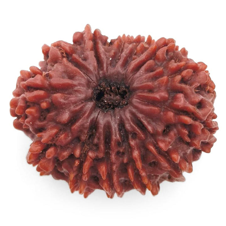 (30.22mm) 13 Mukhi Rudraksha Super Collector Bead | 13 Mukhi Rudraksha Bead | Terah Mukhi - Thirteen Faced - Rudraksha from Nepal 100% Authentic Pure Natural - Super Collector Bead