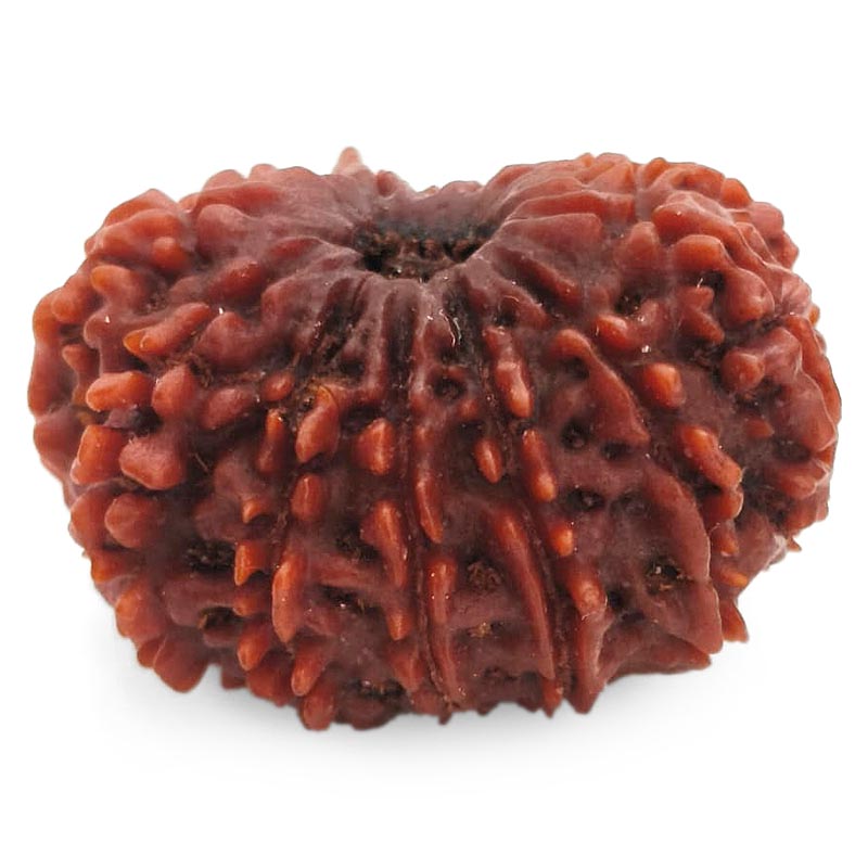 (30.22mm) 13 Mukhi Rudraksha Super Collector Bead | 13 Mukhi Rudraksha Bead | Terah Mukhi - Thirteen Faced - Rudraksha from Nepal 100% Authentic Pure Natural - Super Collector Bead