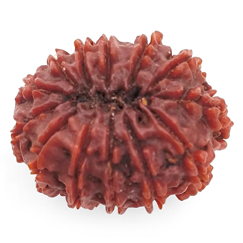 (30.22mm) 13 Mukhi Rudraksha Super Collector Bead | 13 Mukhi Rudraksha Bead | Terah Mukhi - Thirteen Faced - Rudraksha from Nepal 100% Authentic Pure Natural - Super Collector Bead