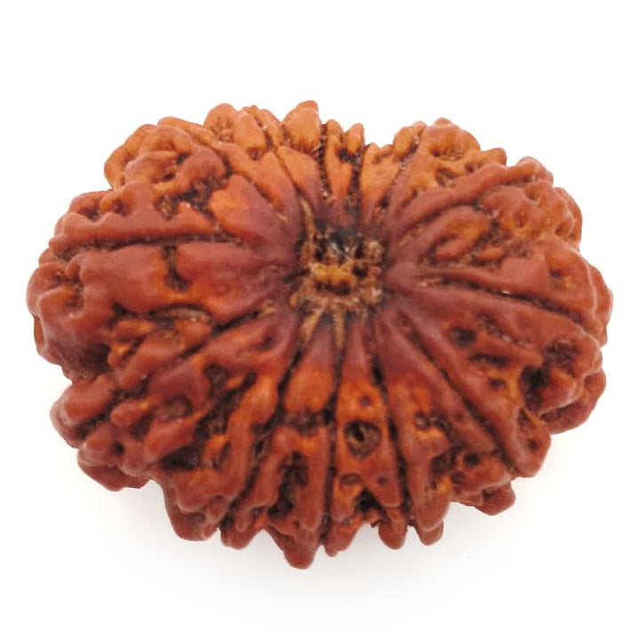 (30.67mm) 13 Mukhi Rudraksha Super Collector Bead | 13 Mukhi Rudraksha Bead | Terah Mukhi - Thirteen Faced - Rudraksha from Nepal 100% Authentic Pure Natural - Super Collector Bead