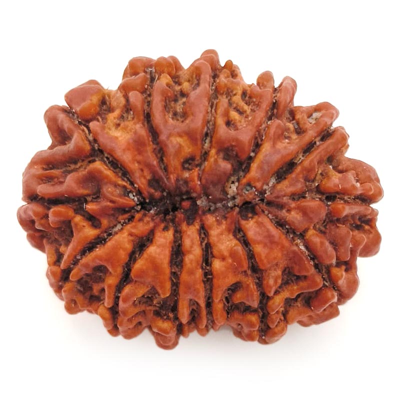 (30.67mm) 13 Mukhi Rudraksha Super Collector Bead | 13 Mukhi Rudraksha Bead | Terah Mukhi - Thirteen Faced - Rudraksha from Nepal 100% Authentic Pure Natural - Super Collector Bead