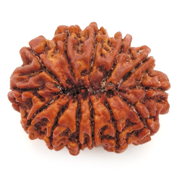 (30.67mm) 13 Mukhi Rudraksha Super Collector Bead | 13 Mukhi Rudraksha Bead | Terah Mukhi - Thirteen Faced - Rudraksha from Nepal 100% Authentic Pure Natural - Super Collector Bead