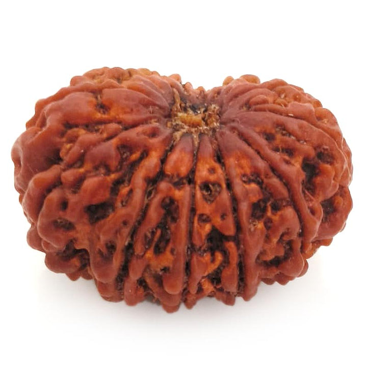 (30.67mm) 13 Mukhi Rudraksha Super Collector Bead | 13 Mukhi Rudraksha Bead | Terah Mukhi - Thirteen Faced - Rudraksha from Nepal 100% Authentic Pure Natural - Super Collector Bead