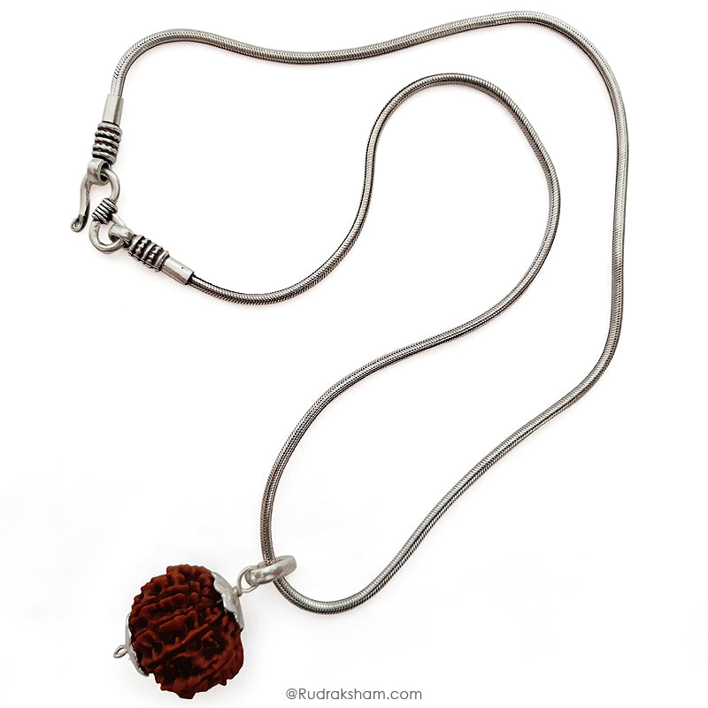 14 Mukhi Rudraksha Bead, Third Eye Opener, 14 Faced Rudraksha Bead from Nepal Spiritual Pure Natural Energised Rudraksha Bead