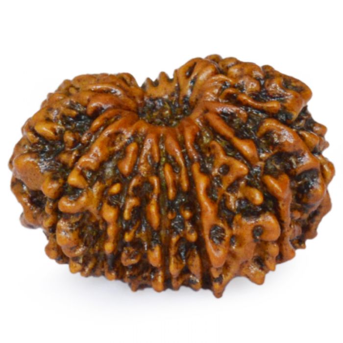 13 Mukhi Rudraksha Bead from Nepal | Buy Original Thirteen Mukhi Rudraksha Spiritual bead For Attraction