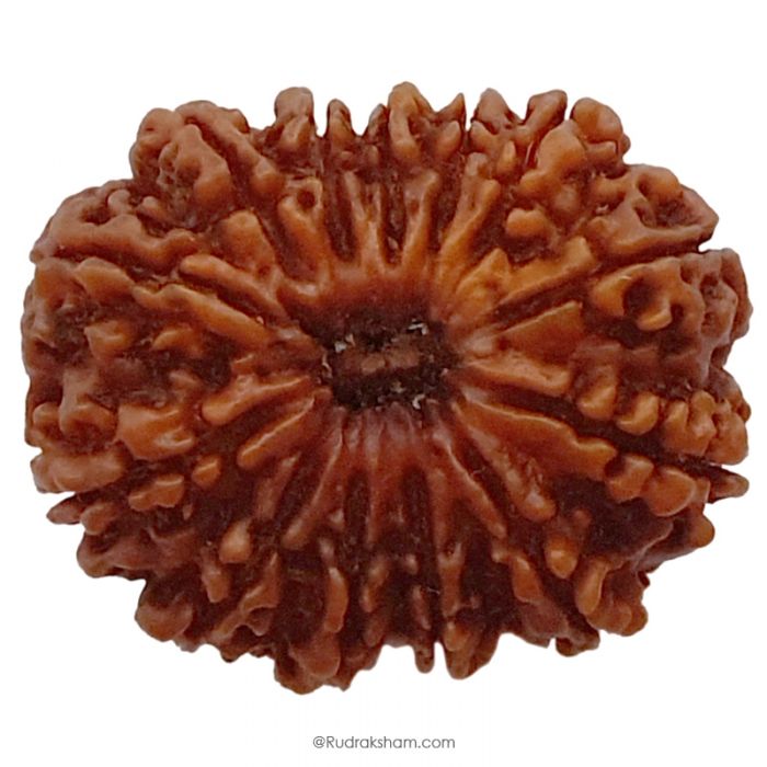 (31.37mm) 13 Mukhi Rudraksha Super Collector Bead | 13 Mukhi Rudraksha Bead | Terah Mukhi - Thirteen Faced - Rudraksha from Nepal 100% Authentic Pure Natural - Super Collector Bead