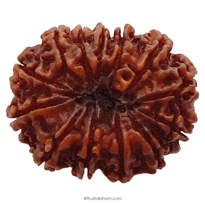 (31.37mm) 13 Mukhi Rudraksha Super Collector Bead | 13 Mukhi Rudraksha Bead | Terah Mukhi - Thirteen Faced - Rudraksha from Nepal 100% Authentic Pure Natural - Super Collector Bead