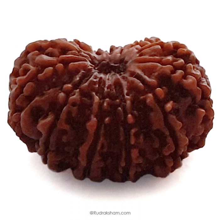 (31.37mm) 13 Mukhi Rudraksha Super Collector Bead | 13 Mukhi Rudraksha Bead | Terah Mukhi - Thirteen Faced - Rudraksha from Nepal 100% Authentic Pure Natural - Super Collector Bead
