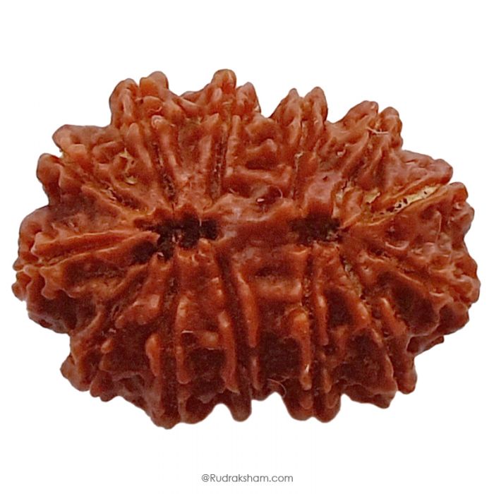 (32.00mm) 13 Mukhi Rudraksha Super Collector Bead | 13 Mukhi Rudraksha Bead | Terah Mukhi - Thirteen Faced - Rudraksha from Nepal 100% Authentic Pure Natural - Super Collector Bead