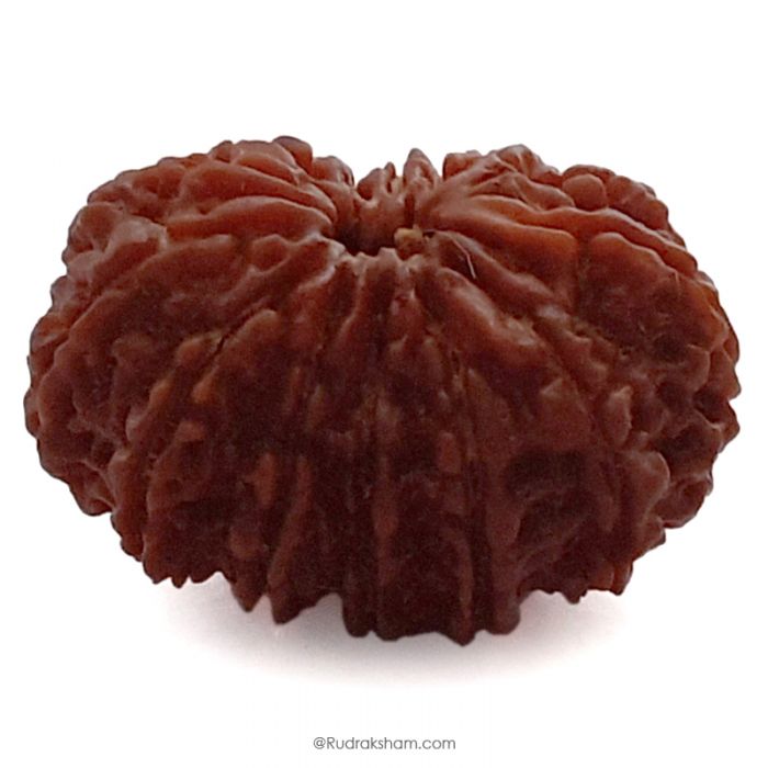 (32.00mm) 13 Mukhi Rudraksha Super Collector Bead | 13 Mukhi Rudraksha Bead | Terah Mukhi - Thirteen Faced - Rudraksha from Nepal 100% Authentic Pure Natural - Super Collector Bead
