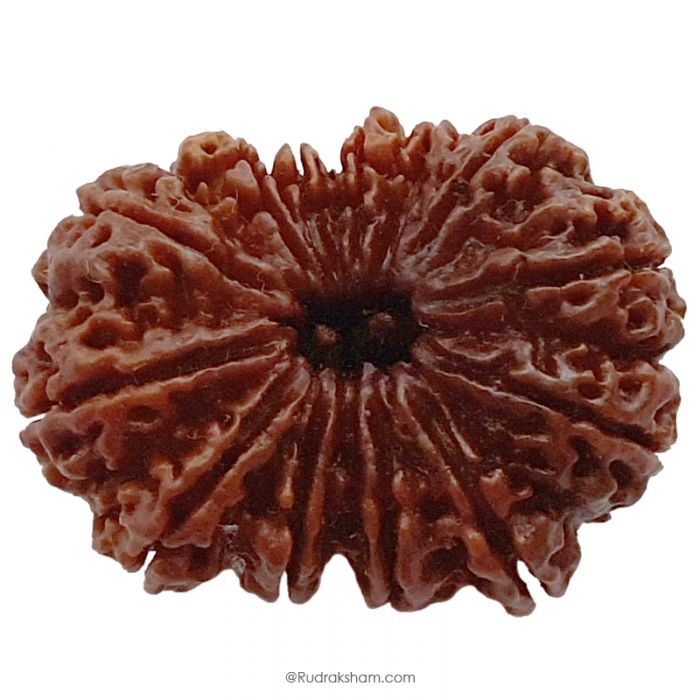 (35.34mm) 13 Mukhi Rudraksha Super Collector Bead | 13 Mukhi Rudraksha Bead | Terah Mukhi - Thirteen Faced - Rudraksha from Nepal 100% Authentic Pure Natural - Super Collector Bead
