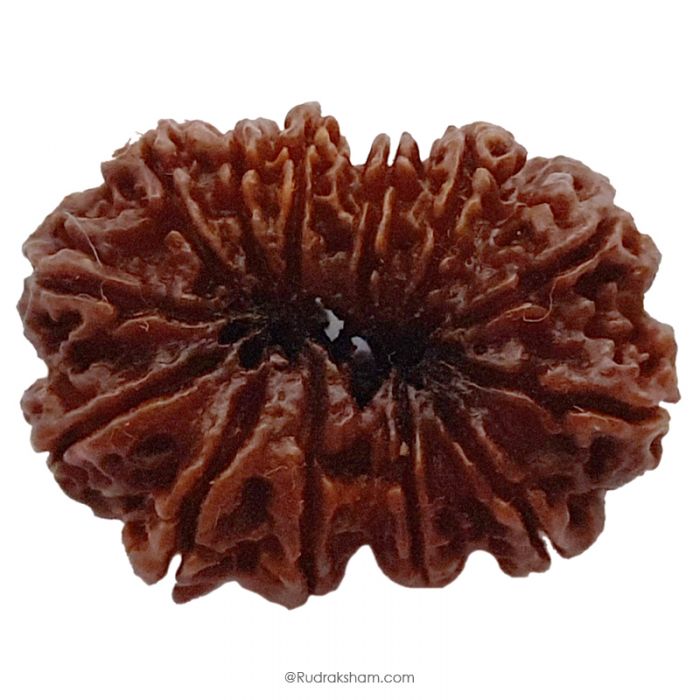 (35.34mm) 13 Mukhi Rudraksha Super Collector Bead | 13 Mukhi Rudraksha Bead | Terah Mukhi - Thirteen Faced - Rudraksha from Nepal 100% Authentic Pure Natural - Super Collector Bead