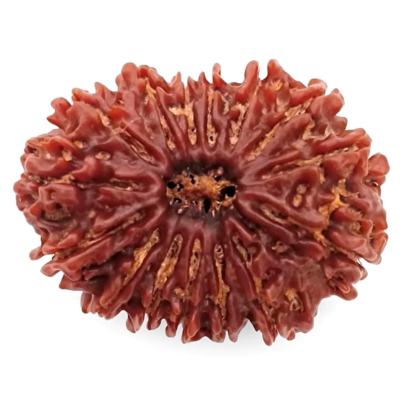 (30.45mm) 14 Mukhi Rudraksha Super Collector Bead | 14 Mukhi Rudraksha Bead | Chaudah Mukhi - Fourteen Faced - Rudraksha From Nepal 100% Authentic Pure Natural - Super Collector Bead (Copy)