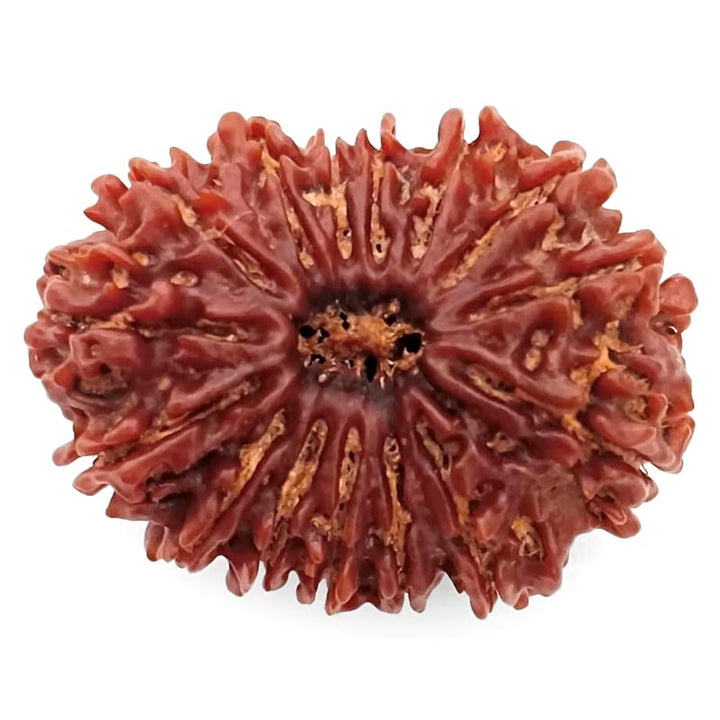 (30.45mm) 14 Mukhi Rudraksha Super Collector Bead | 14 Mukhi Rudraksha Bead | Chaudah Mukhi - Fourteen Faced - Rudraksha From Nepal 100% Authentic Pure Natural - Super Collector Bead (Copy)