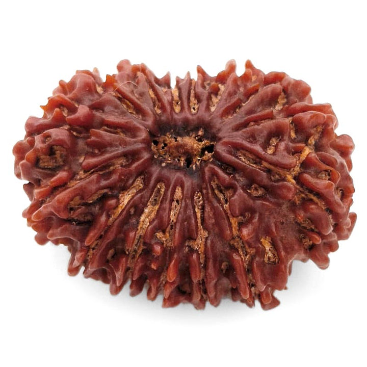 (30.45mm) 14 Mukhi Rudraksha Super Collector Bead | 14 Mukhi Rudraksha Bead | Chaudah Mukhi - Fourteen Faced - Rudraksha From Nepal 100% Authentic Pure Natural - Super Collector Bead (Copy)