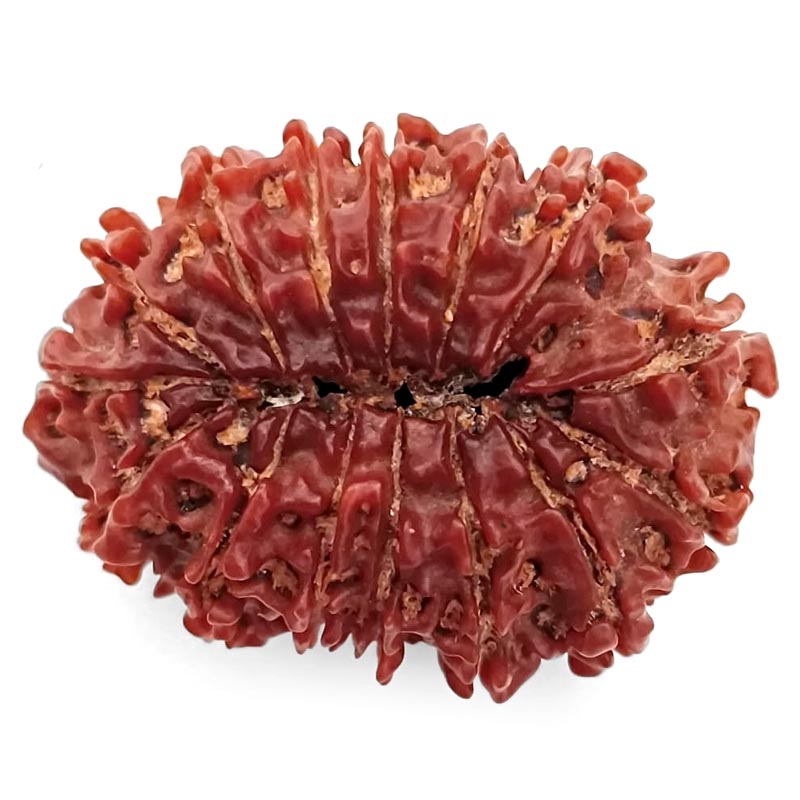 (30.45mm) 14 Mukhi Rudraksha Super Collector Bead | 14 Mukhi Rudraksha Bead | Chaudah Mukhi - Fourteen Faced - Rudraksha From Nepal 100% Authentic Pure Natural - Super Collector Bead (Copy)