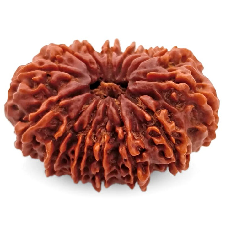 (33.03mm) 14 Mukhi Rudraksha Super Collector Bead | 14 Mukhi Rudraksha Bead | Chaudah Mukhi - Fourteen Faced - Rudraksha From Nepal 100% Authentic Pure Natural - Super Collector Bead
