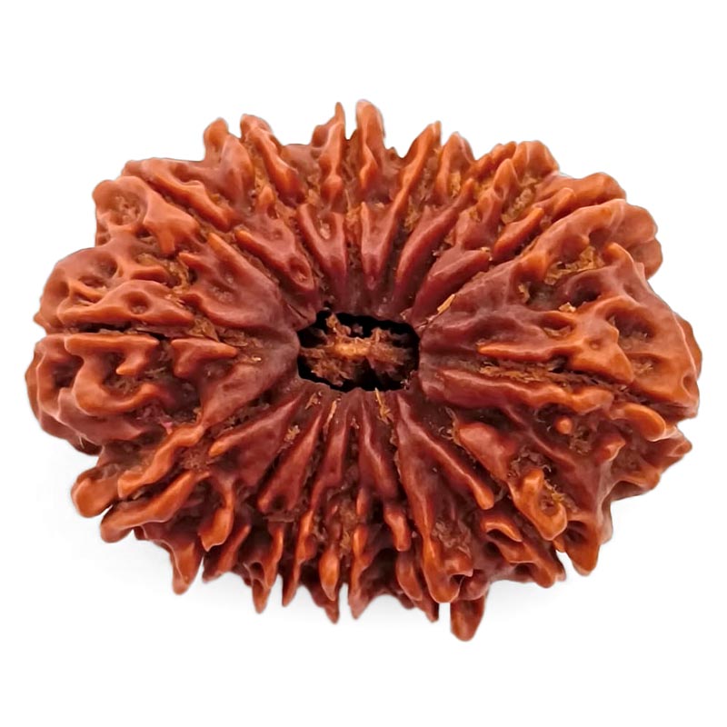 (33.03mm) 14 Mukhi Rudraksha Super Collector Bead | 14 Mukhi Rudraksha Bead | Chaudah Mukhi - Fourteen Faced - Rudraksha From Nepal 100% Authentic Pure Natural - Super Collector Bead