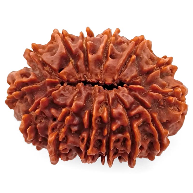 (33.03mm) 14 Mukhi Rudraksha Super Collector Bead | 14 Mukhi Rudraksha Bead | Chaudah Mukhi - Fourteen Faced - Rudraksha From Nepal 100% Authentic Pure Natural - Super Collector Bead