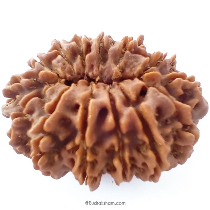 (33.03mm) 14 Mukhi Rudraksha Super Collector Bead | 14 Mukhi Rudraksha Bead | Chaudah Mukhi - Fourteen Faced - Rudraksha From Nepal 100% Authentic Pure Natural - Super Collector Bead