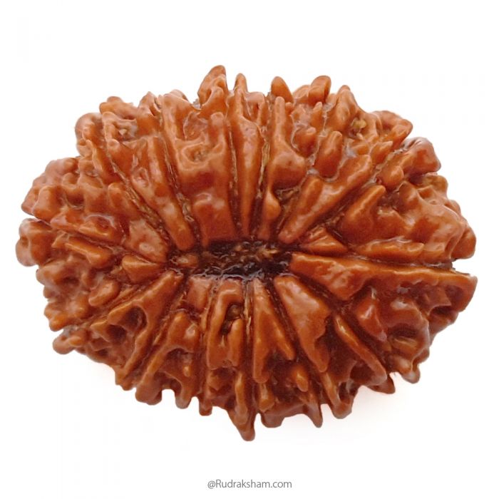 (31.34mm) 14 Mukhi Rudraksha Super Collector Bead | 14 Mukhi Rudraksha Bead | Chaudah Mukhi - Fourteen Faced - Rudraksha From Nepal 100% Authentic Pure Natural - Super Collector Bead
