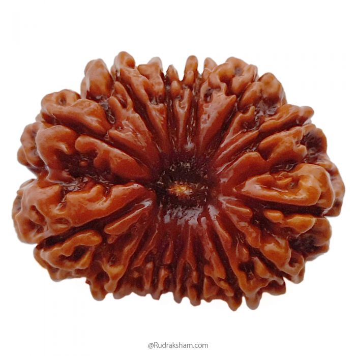 (31.52mm) 14 Mukhi Rudraksha Super Collector Bead | 14 Mukhi Rudraksha Bead | Chaudah Mukhi - Fourteen Faced - Rudraksha From Nepal 100% Authentic Pure Natural - Super Collector Bead