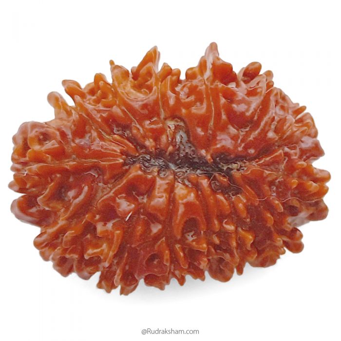(32.35mm) 14 Mukhi Rudraksha Super Collector Bead | 14 Mukhi Rudraksha Bead | Chaudah Mukhi - Fourteen Faced - Rudraksha From Nepal 100% Authentic Pure Natural - Super Collector Bead