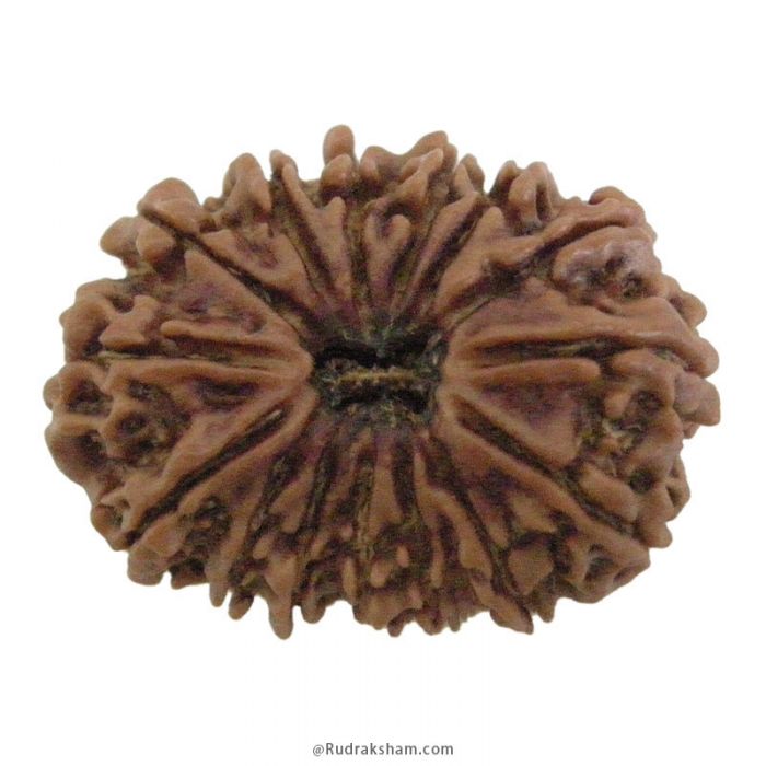 15 Mukhi Rudraksha Bead | Authentic and Energised Nepal Origin Fifteen Faced Spiritual Rudraksha Bead