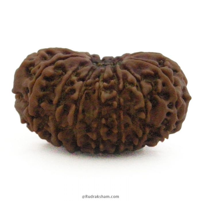 15 Mukhi Rudraksha Bead | Authentic and Energised Nepal Origin Fifteen Faced Spiritual Rudraksha Bead
