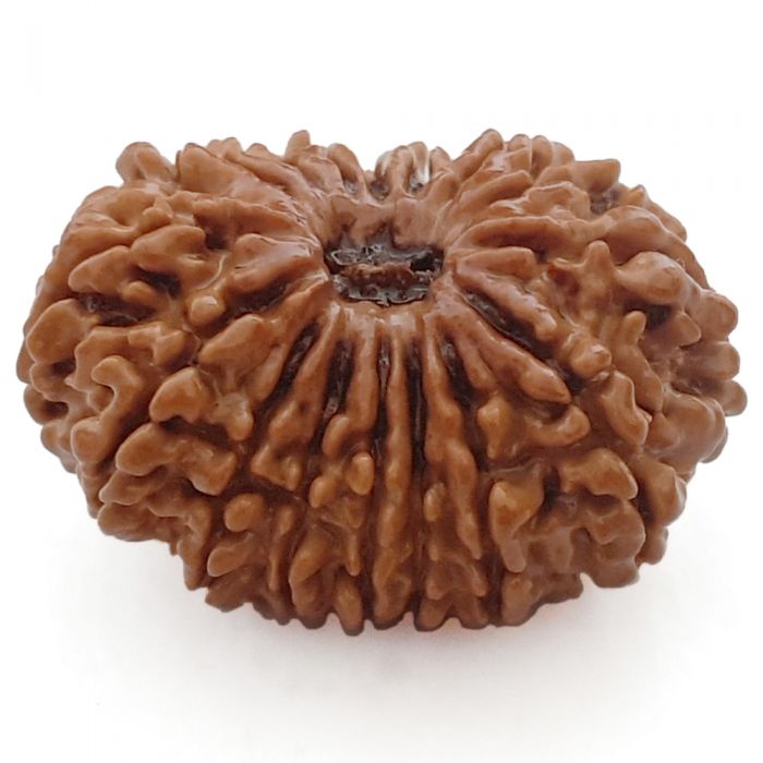 16 Mukhi Rudraksha Bead From Nepal Authentic Energized Natural Nepal Bead | Sixteen faced Rudraksha