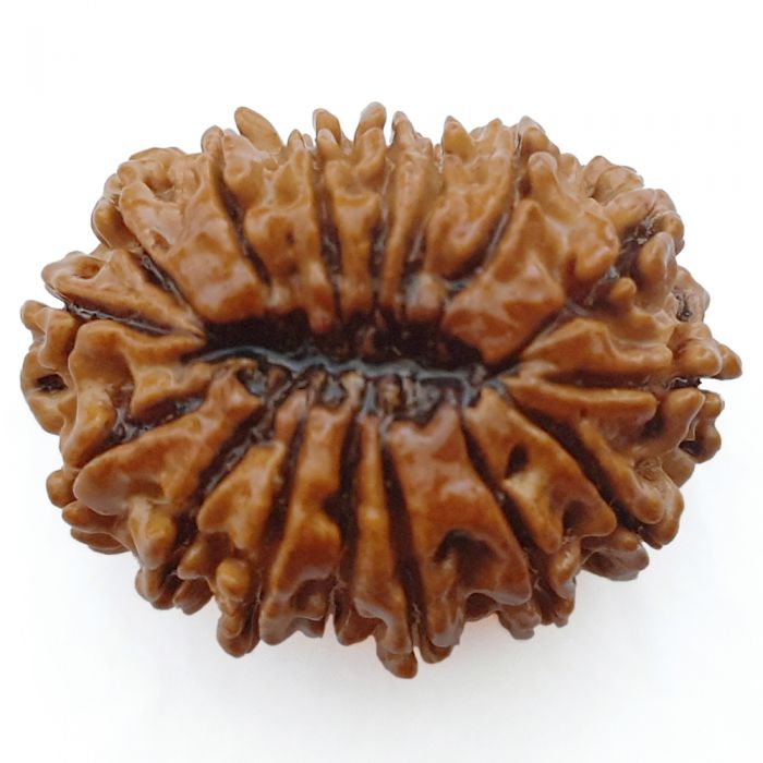 16 Mukhi Rudraksha Bead From Nepal Authentic Energized Natural Nepal Bead | Sixteen faced Rudraksha