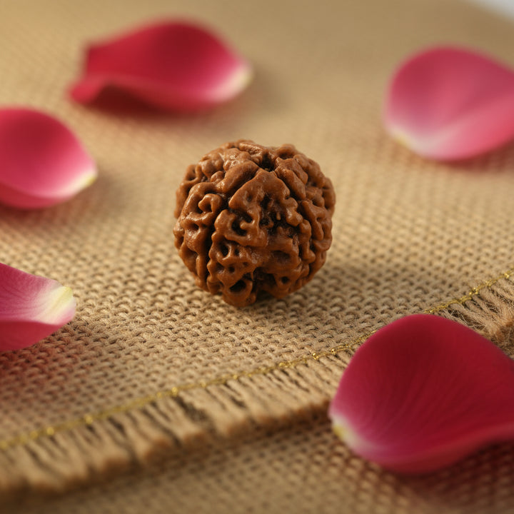 Original 4 Mukhi Rudraksha (Nepal) – Intellect & Knowledge