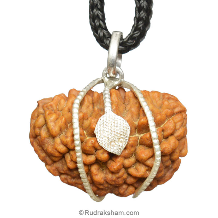1 Mukhi Rudraksha Collector Silver Snake Pendant | Indian Ek Mukhi Rudraksha for Meditation and Spirituality