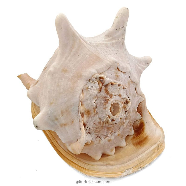Gaumukhi Shankh - Gaumukhi Conch Shell, Blowing Gaumukhi Shell, Cow Face Gomukhi Conch Shell, Natural And Exclusive Gaumukhi Shell