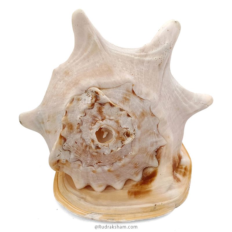 Gaumukhi Shankh - Gaumukhi Conch Shell, Blowing Gaumukhi Shell, Cow Face Gomukhi Conch Shell, Natural And Exclusive Gaumukhi Shell