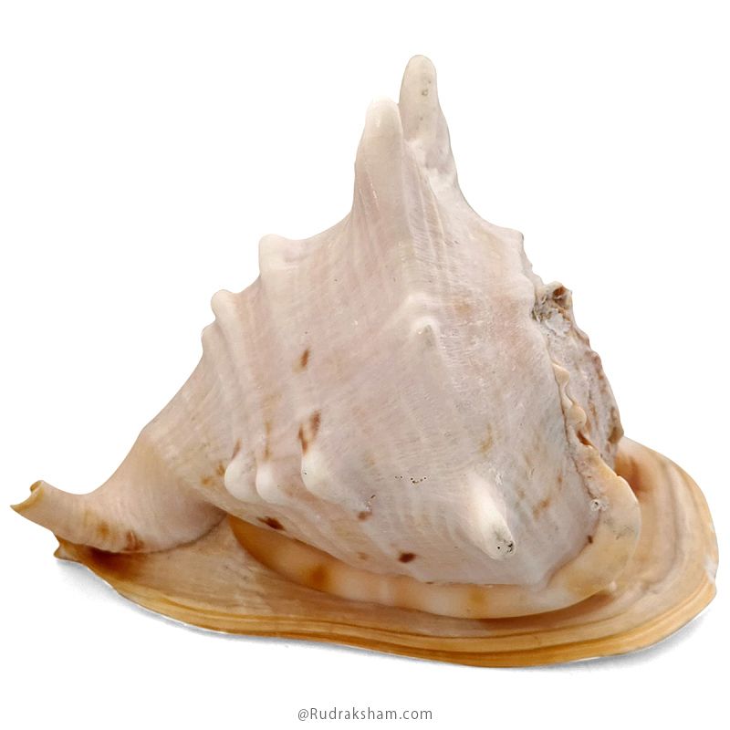 Gaumukhi Shankh - Gaumukhi Conch Shell, Blowing Gaumukhi Shell, Cow Face Gomukhi Conch Shell, Natural And Exclusive Gaumukhi Shell