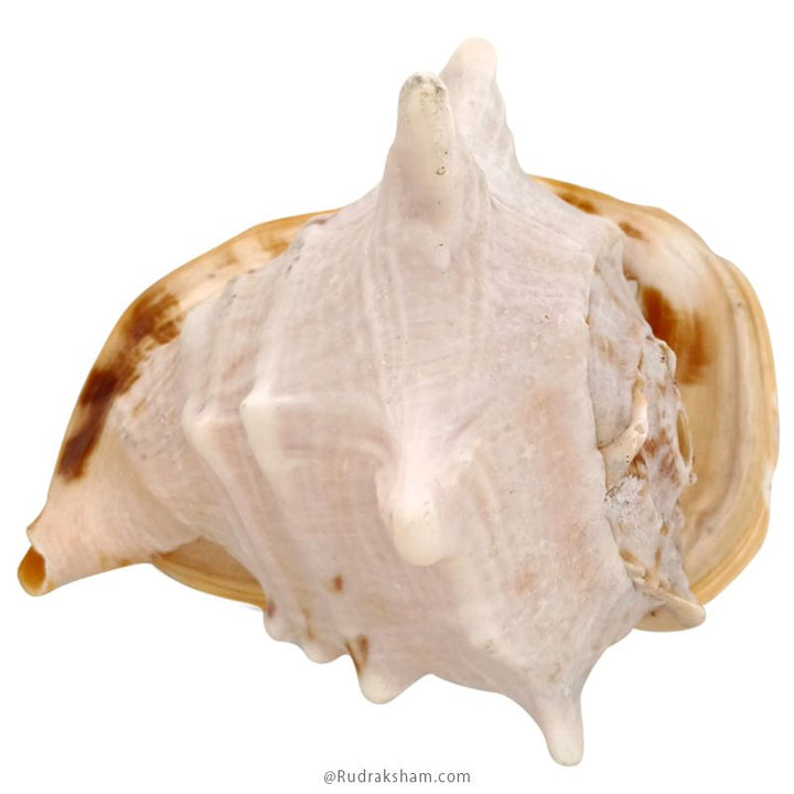 Gaumukhi Shankh - Gaumukhi Conch Shell, Blowing Gaumukhi Shell, Cow Face Gomukhi Conch Shell, Natural And Exclusive Gaumukhi Shell