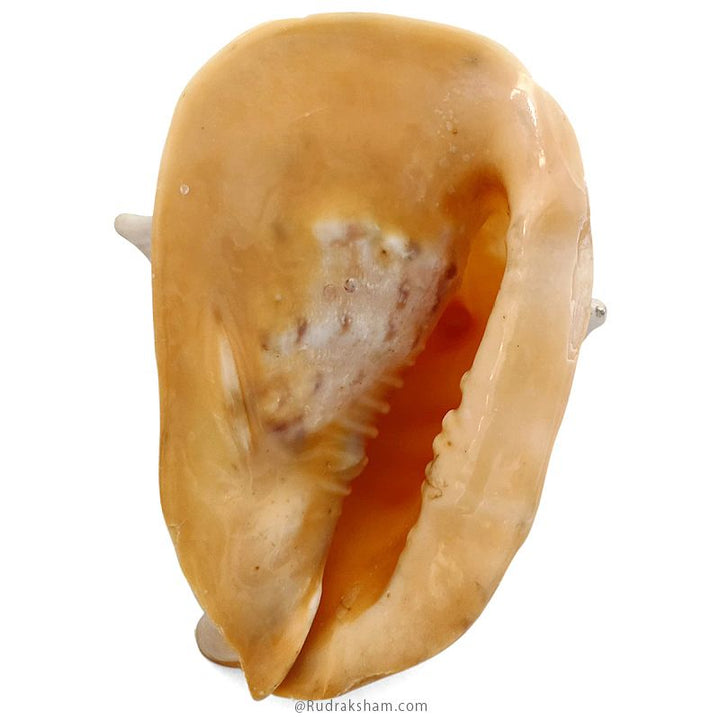 Gaumukhi Shankh - Gaumukhi Conch Shell, Blowing Gaumukhi Shell, Cow Face Gomukhi Conch Shell, Natural And Exclusive Gaumukhi Shell