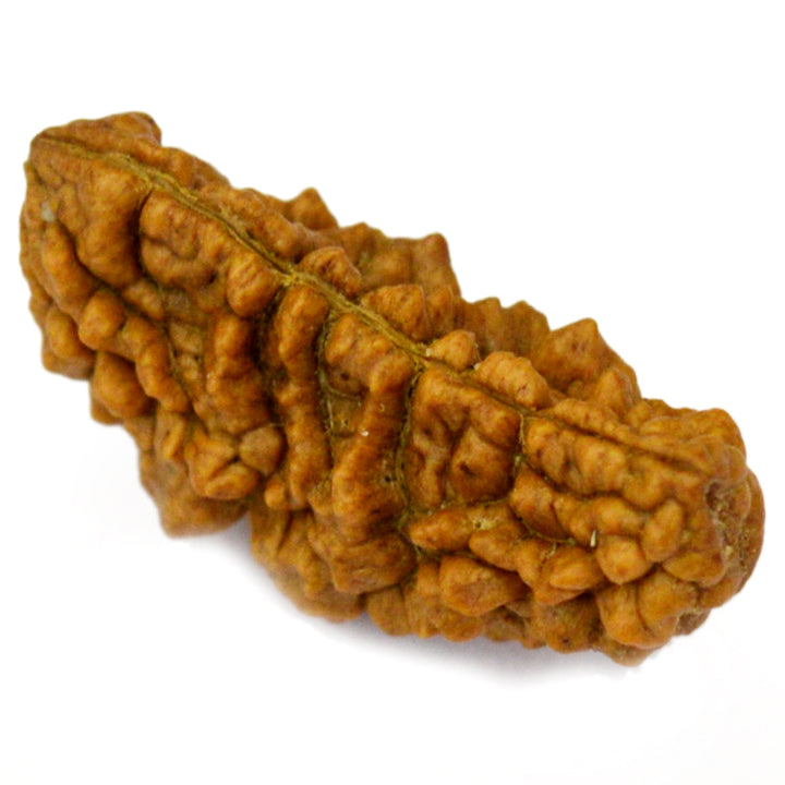1 Mukhi Rudraksha Bead | Ek Mukhi Rudraksha Indian Origin One Mukhi Rudraksha Bead Kaju Dana Rudraksha | High Quality 