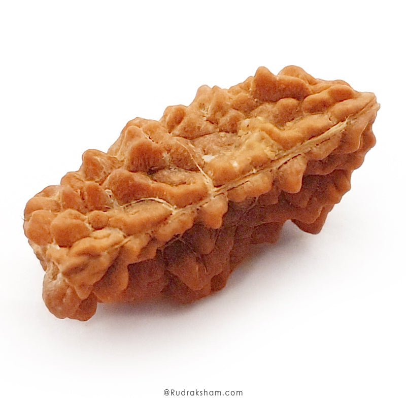 1 Mukhi Rudraksha Bead | Ek Mukhi Rudraksha Indian Origin One Mukhi Rudraksha Bead Kaju Dana Rudraksha | High Quality 