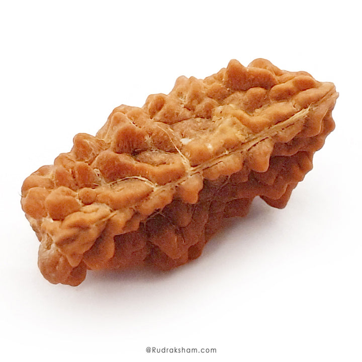 1 Mukhi Rudraksha Bead | Ek Mukhi Rudraksha Indian Origin One Mukhi Rudraksha Bead Kaju Dana Rudraksha | High Quality 