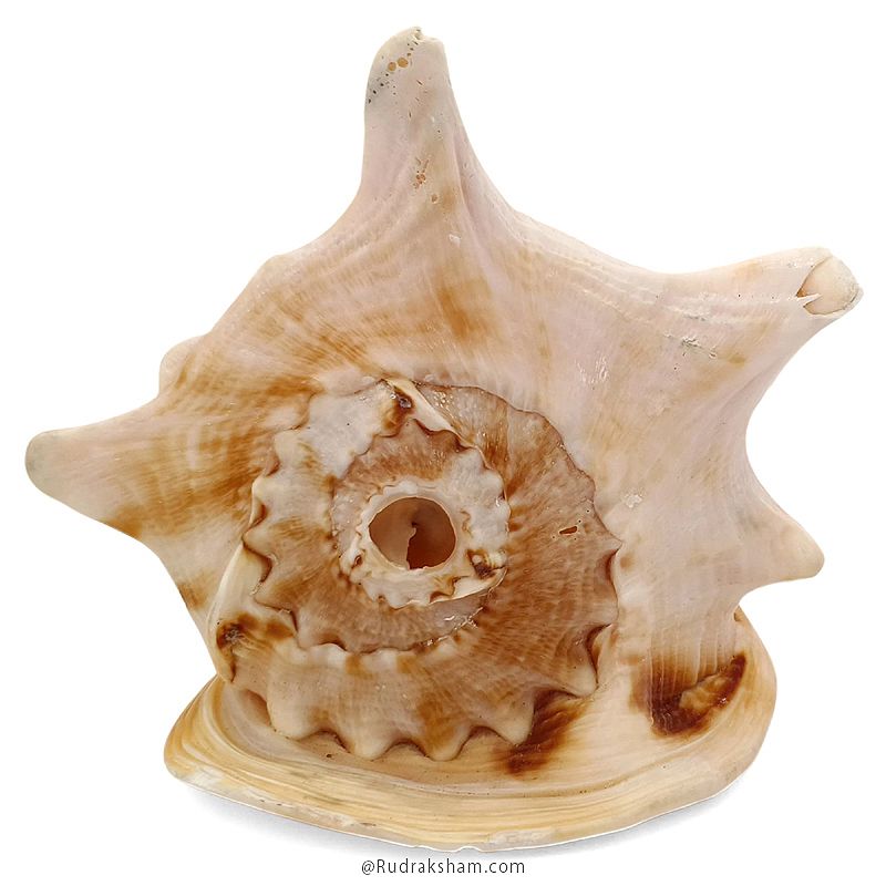 Gaumukhi Shankh - Gaumukhi Conch Shell, Blowing Gaumukhi Shell, Cow Face Gomukhi Conch Shell, Natural And Exclusive Gaumukhi Shell