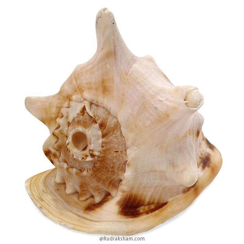 Gaumukhi Shankh - Gaumukhi Conch Shell, Blowing Gaumukhi Shell, Cow Face Gomukhi Conch Shell, Natural And Exclusive Gaumukhi Shell