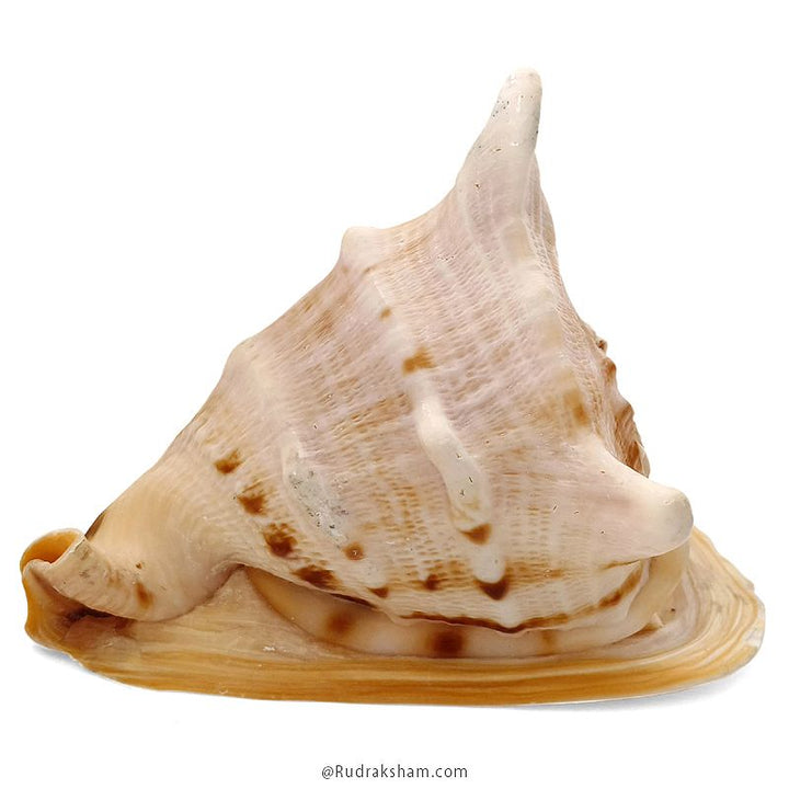 Gaumukhi Shankh - Gaumukhi Conch Shell, Blowing Gaumukhi Shell, Cow Face Gomukhi Conch Shell, Natural And Exclusive Gaumukhi Shell